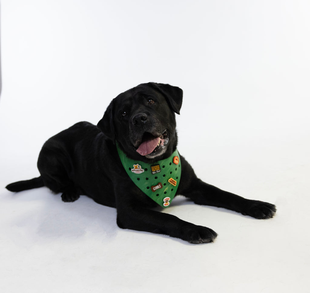 Charmdana-Rubber Dog Bandana with Charms-  Green/Gold Thankgiving Edition- Light Weight Wag Around Town