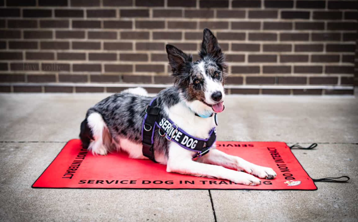 Service Dog/ Working Dog In Training Travel Mat- Service Dog In Training Settle Mat Wag Around Town