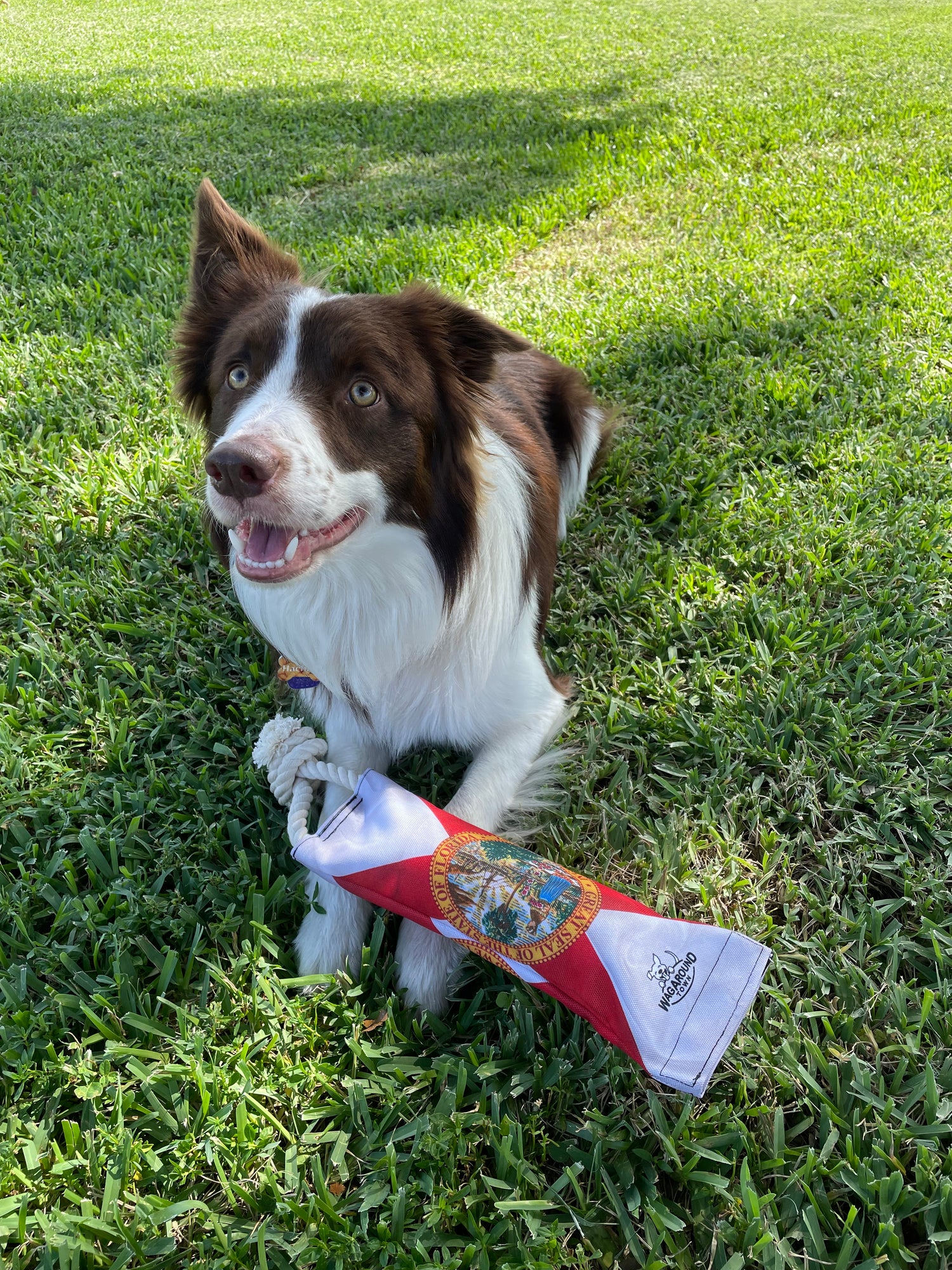 Water Bottle - Border Collie