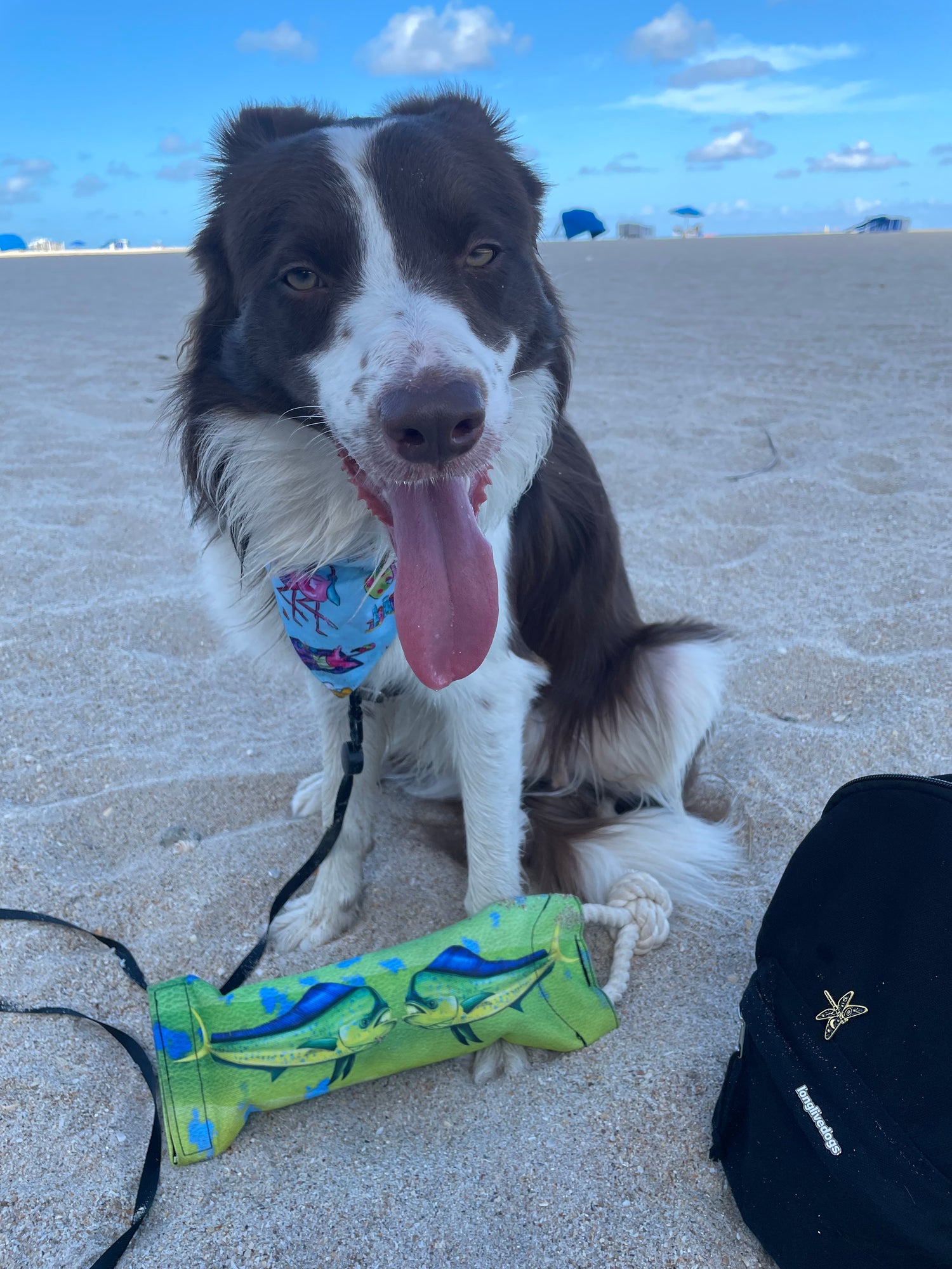 Water Bottle - Border Collie